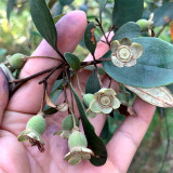 Elevate Your Garden with Rare and Exotic Rhodomyrtus Tomentosa Seeds
