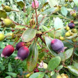 Elevate Your Garden with Rare and Exotic Rhodomyrtus Tomentosa Seeds