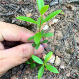 Elevate Your Garden with Rare and Exotic Rhodomyrtus Tomentosa Seeds