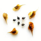 Organically Grown Reynoutria Multiflora Seeds for Herbal Remedies