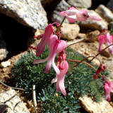 Dicentra peregrina Seeds - Lovely Pink Bleeding Heart-shaped Blooms
