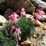 Dicentra peregrina Seeds - Lovely Pink Bleeding Heart-shaped Blooms