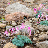Dicentra peregrina Seeds - Lovely Pink Bleeding Heart-shaped Blooms