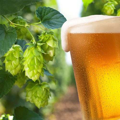 Brewmaster's Dream: 10 Seeds of the Cascading Hops Vine
