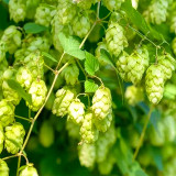 Brewmaster's Dream: 10 Seeds of the Cascading Hops Vine
