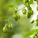 Brewmaster's Dream: 10 Seeds of the Cascading Hops Vine