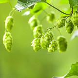 Brewmaster's Dream: 10 Seeds of the Cascading Hops Vine