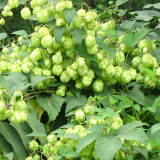 Brewmaster's Dream: 10 Seeds of the Cascading Hops Vine
