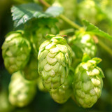 Brewmaster's Dream: 10 Seeds of the Cascading Hops Vine