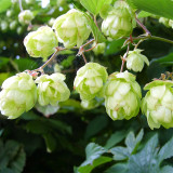 Brewmaster's Dream: 10 Seeds of the Cascading Hops Vine