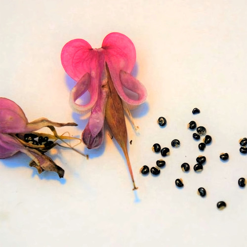 Dicentra peregrina Seeds - Lovely Pink Bleeding Heart-shaped Blooms