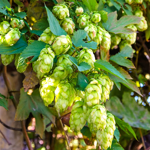 Brewmaster's Dream: 10 Seeds of the Cascading Hops Vine