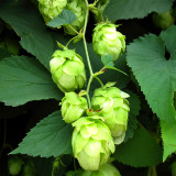 Brewmaster's Dream: 10 Seeds of the Cascading Hops Vine