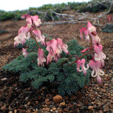 Dicentra peregrina Seeds - Lovely Pink Bleeding Heart-shaped Blooms