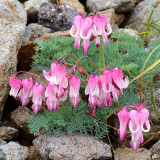 Dicentra peregrina Seeds - Lovely Pink Bleeding Heart-shaped Blooms