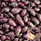 Peruvian Andean Potato Seeds