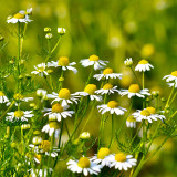 Resilient Chamomile Seeds - Thriving in Various Soil Types