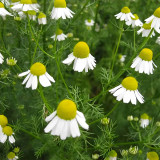 Resilient Chamomile Seeds - Thriving in Various Soil Types