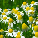 Resilient Chamomile Seeds - Thriving in Various Soil Types