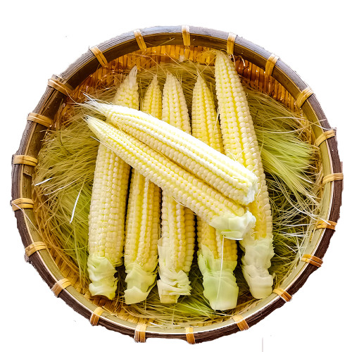 Elevate Your Crop with 50 F1 Sweet Baby Corn Seeds