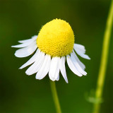 Resilient Chamomile Seeds - Thriving in Various Soil Types