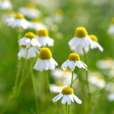 Resilient Chamomile Seeds - Thriving in Various Soil Types