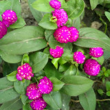 Compact Beauty: Dwarf Gomphrena Globosa Seeds for Charming 25cm Plants