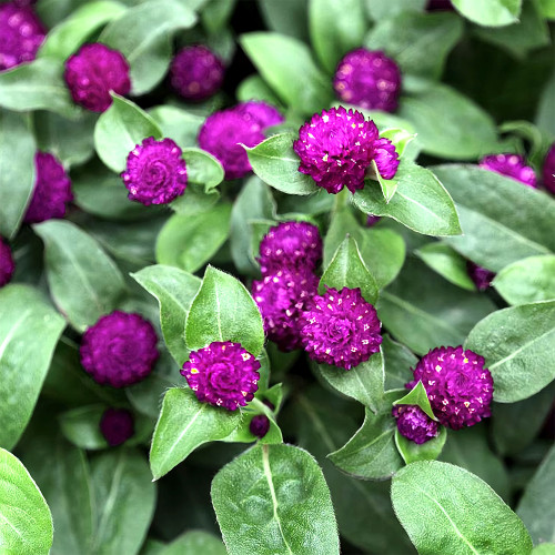 Compact Beauty: Dwarf Gomphrena Globosa Seeds for Charming 25cm Plants