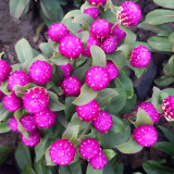 Compact Beauty: Dwarf Gomphrena Globosa Seeds for Charming 25cm Plants