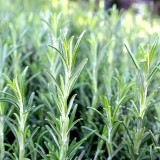 Fragrant Finesse: Blue Flowering Rosemary Seed Collection