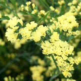 Opt for Elegance: Limonium Sinuatum Seeds with Blue Heart, Purple, Yellow, White Options