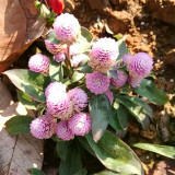 Compact Beauty: Dwarf Gomphrena Globosa Seeds for Charming 25cm Plants