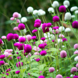 Radiant Gomphrena Globosa Varieties (Approx. 50cm) - Perfect for Home Decor