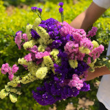 Opt for Elegance: Limonium Sinuatum Seeds with Blue Heart, Purple, Yellow, White Options