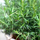 Fragrant Finesse: Blue Flowering Rosemary Seed Collection