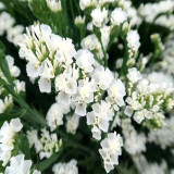 Opt for Elegance: Limonium Sinuatum Seeds with Blue Heart, Purple, Yellow, White Options
