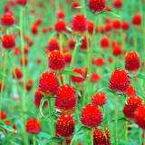Radiant Gomphrena Globosa Varieties (Approx. 50cm) - Perfect for Home Decor