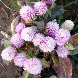 Compact Beauty: Dwarf Gomphrena Globosa Seeds for Charming 25cm Plants