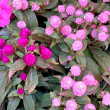 Compact Beauty: Dwarf Gomphrena Globosa Seeds for Charming 25cm Plants