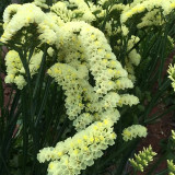 Opt for Elegance: Limonium Sinuatum Seeds with Blue Heart, Purple, Yellow, White Options