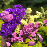 Opt for Elegance: Limonium Sinuatum Seeds with Blue Heart, Purple, Yellow, White Options