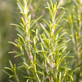 Fragrant Finesse: Blue Flowering Rosemary Seed Collection