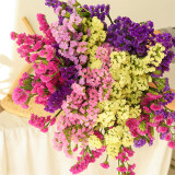 Opt for Elegance: Limonium Sinuatum Seeds with Blue Heart, Purple, Yellow, White Options