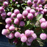 Compact Beauty: Dwarf Gomphrena Globosa Seeds for Charming 25cm Plants