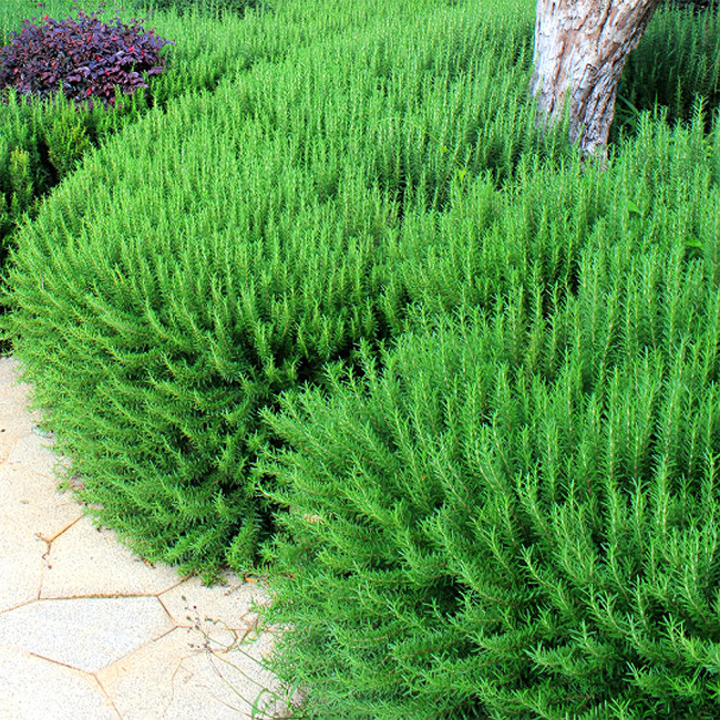 Fragrant Finesse: Blue Flowering Rosemary Seed Collection