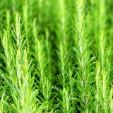 Fragrant Finesse: Blue Flowering Rosemary Seed Collection