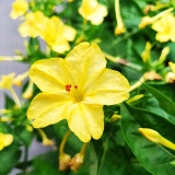 Four O'clock Flower (Mirabilis jalapa) Seeds