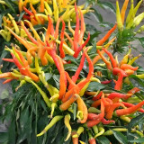 Ornamental Chili Pepper Seeds in Assorted Colors