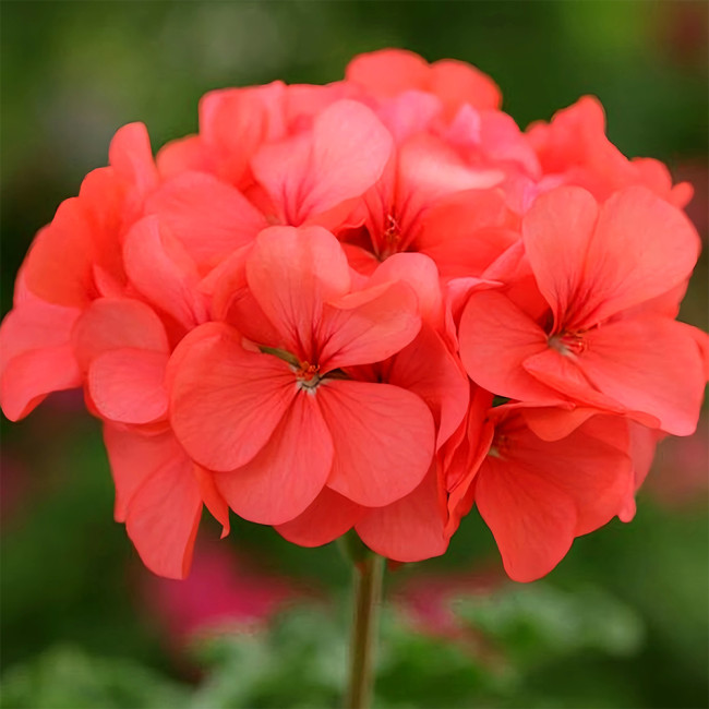 Geranium Seeds - Hrizon Coral Spice