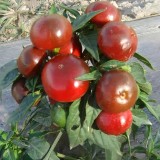 Ornamental Chili Pepper Seeds in Assorted Colors